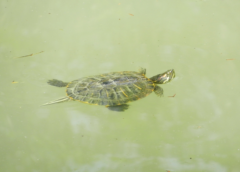 Emydidae Trachemys scripta